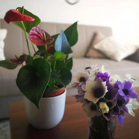 Kikilia's & Stelio's * Adamantas (Milos)